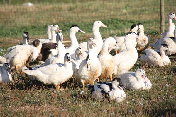 Ferme de Puygauthier