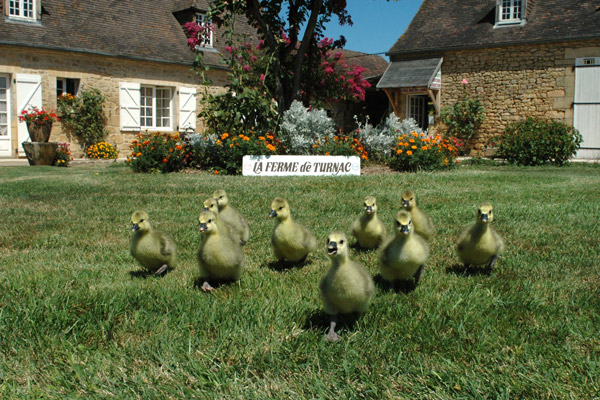 La Ferme de Turnac