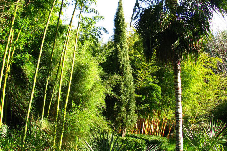 Jardin Les bambous de Planbuisson